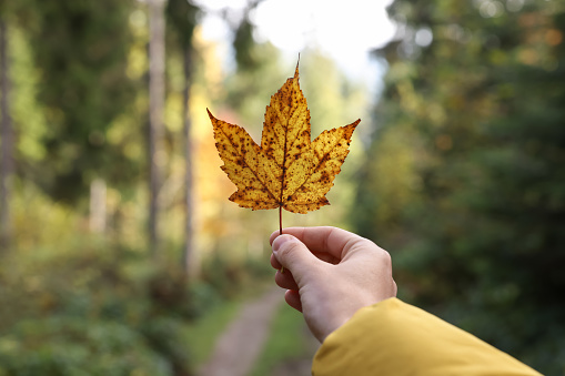 Woman holding beautiful autumn leaf near forest, closeup