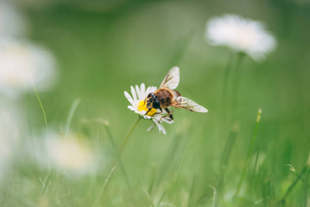 istock A bee eats nectar from a daisy in the field, nature flowers and plants background 1410960139