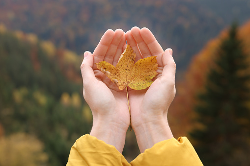 Woman holding beautiful autumn leaf near forest, closeup