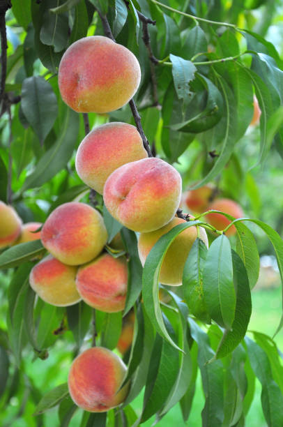 istock On the tree branch ripe peach fruits 1410961176
