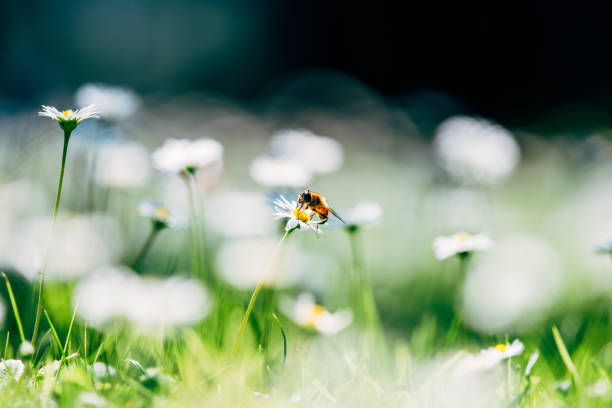 istock A bee eats nectar from a daisy in the field, nature flowers and plants background 1410961324