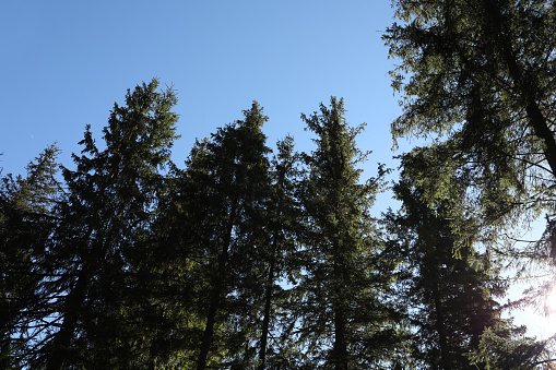 Picturesque view of beautiful coniferous forest against blue sky