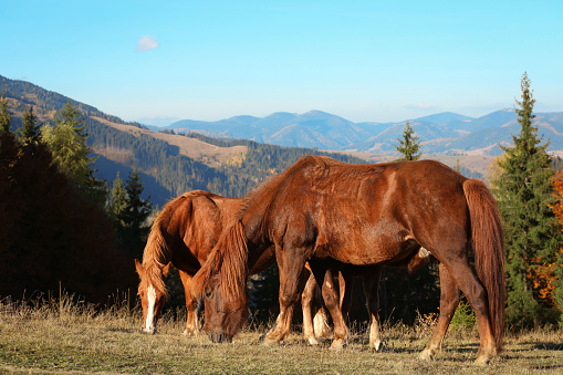 Brown horses grazing in mountains on sunny day. Beautiful pets