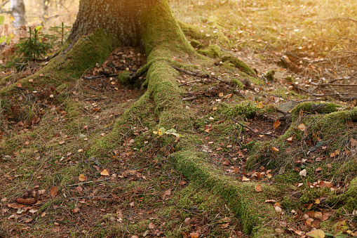 Tree roots covered with moss visible through soil in autumn forest