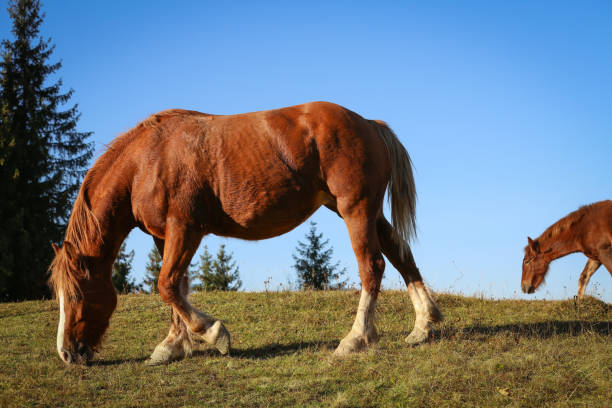 istock Brown horse grazing outdoors on sunny day. Beautiful pet 1410962481