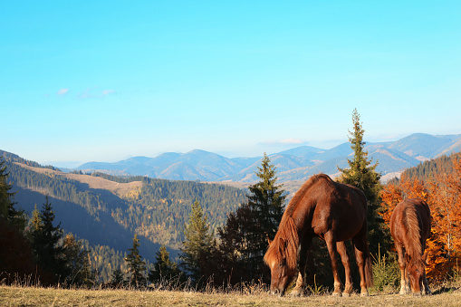 Brown horses grazing in mountains on sunny day. Beautiful pets