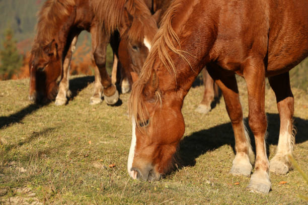 istock Brown horses grazing outdoors on sunny day. Beautiful pets 1410963533