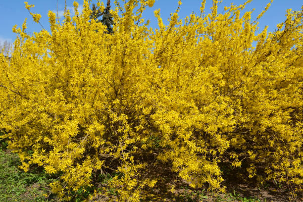 istock Forsythia blooms in nature. 1410963585