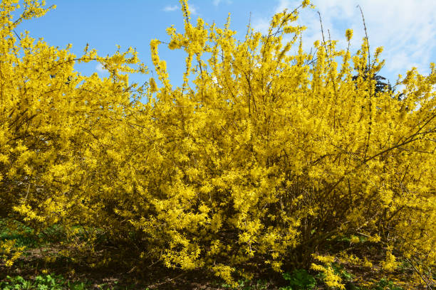 istock Forsythia blooms in nature. 1410963840