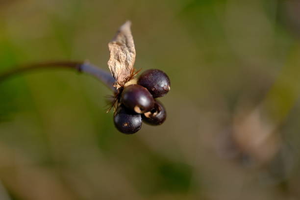 istock Black berries of white yamabuki 1410964867