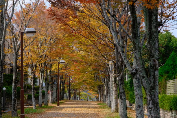 istock Tree-lined street with autumn leaves in the suburbs 1410964877