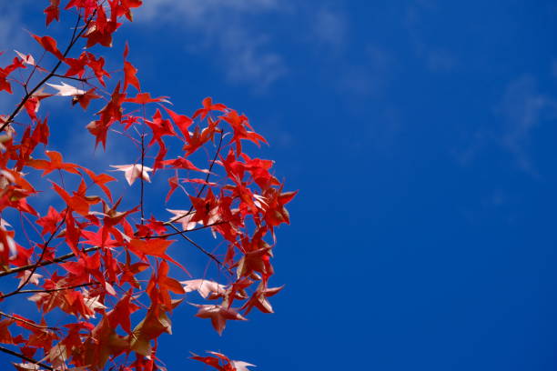 Autumn leaves of Japanese suzuka trees shine against the blue sky