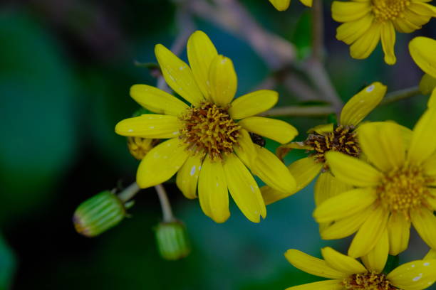 Close-up of a Tsuwabuki flower