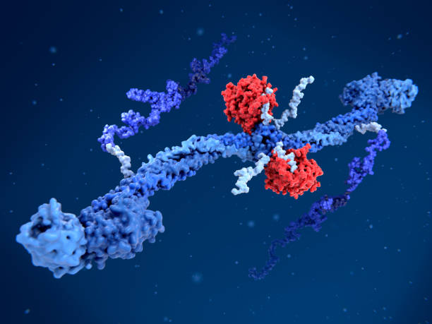 istock Thrombin converts fibrinogen into fibrin causing it to polymerize an build blood clots. 1410966529