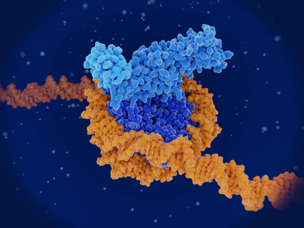 istock Epigenetics: DOT1L methylates a histone of a ubiquitinated nucleosome 1410966542