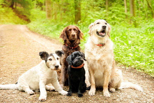 Four dogs waiting in the forest