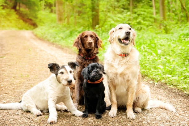 Four dogs in the forest stock photo