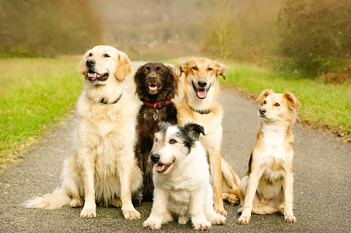 Group of six dogs in front of a white background