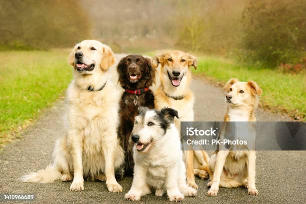 Five Dogs In Dog School Outdoor Stock Photo - Download Image Now - Dog, Happiness, Group Of Animals