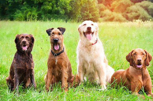 A group of four dogs sitting on the meadow