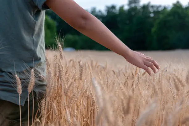 Photo of A boy is stroking an ear of wheat in a field with his hand.