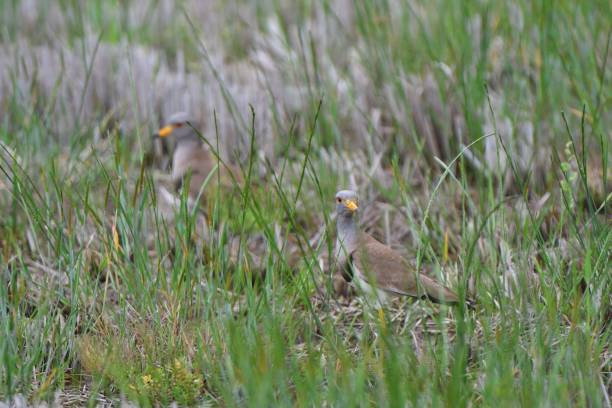 istock Grey-headed lapwing walking in the swamp 1410967059