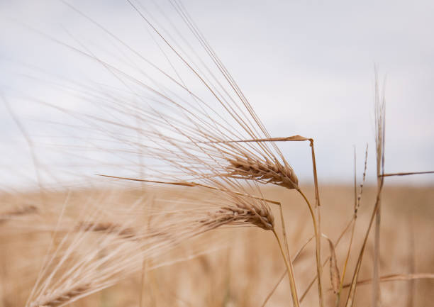 istock Barley field on a summer day. rural landscape 1410968638