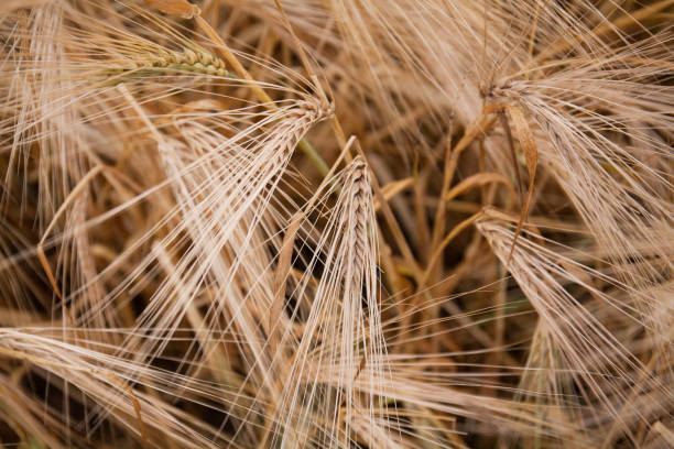 istock Barley. Grain spikelets, bread harvest. Brewing industry. 1410968756