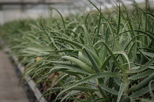 Aloe Arborescens. Horticulture, aloe vera plantation for sale. Alternative cancer treatment. Hope for cancer patients.