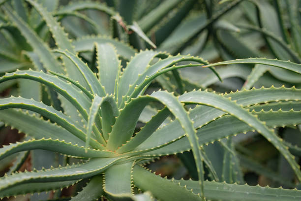 istock Healing plant Aloe Arborescens 1410970545