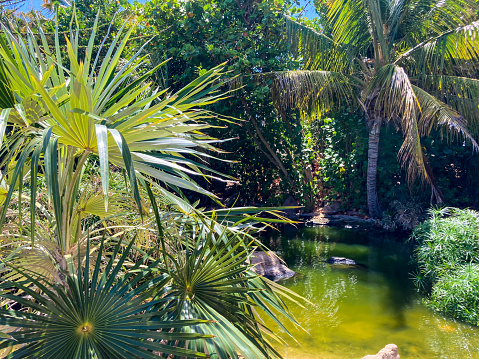 Botanical tropical city park of Puerto de la Cruz, Tenerife, Canary Islands, Spain