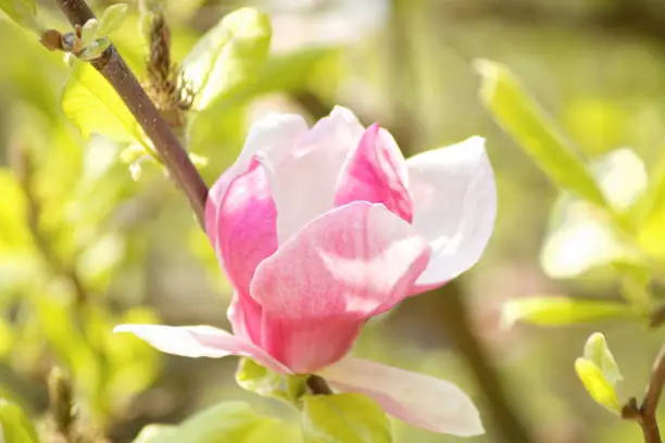 a beautiful opened bud of a delicate pink-white magnolia flower on a branch, shot close-up