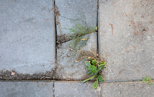 Cement patio with a dandelion plant growing through the cracks