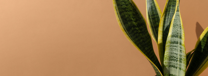 Home plant Sansevieria trifa on a brown background. The concept of minimalism. Houseplants in a modern interior. Close up. Banner.