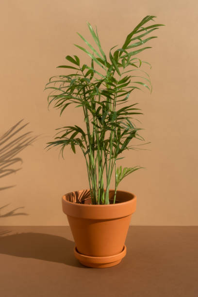 Home plant hamedorea or Areca palm in a clay pot on a brown background. The concept of minimalism. Houseplants in a modern interior Home plant hamedorea or Areca palm in a clay pot on a brown background. The concept of minimalism. Houseplants in a modern interior gallus gallus stock pictures, royalty-free photos & images