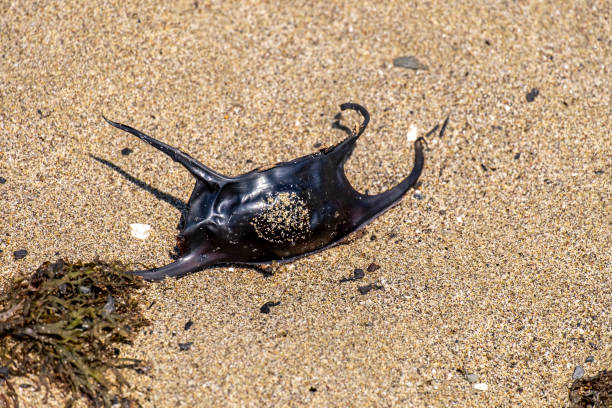 A empty egg case of the Spotted Ray or Mobula birostris washed ashore after the slow developing embryo has hatched. These are often called Mermaid's Purse and found on beach