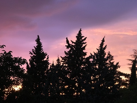 Idyllic natural purple sky landscape at sunset exposing tall conifer trees to appear as silhouette
