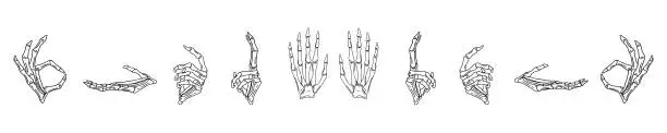 Vector illustration of Skeleton_hands
