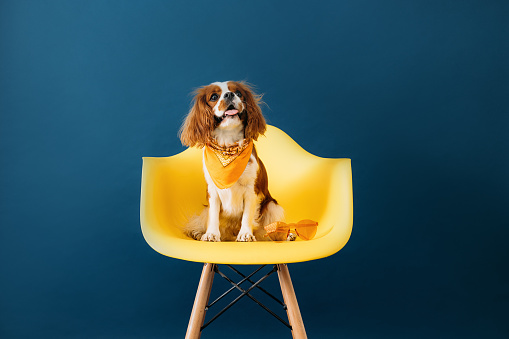 Cute little dog sitting on yellow chair against blue backdrop