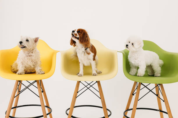 istock Three cute dogs sitting on chairs in studio at white background 1410973896