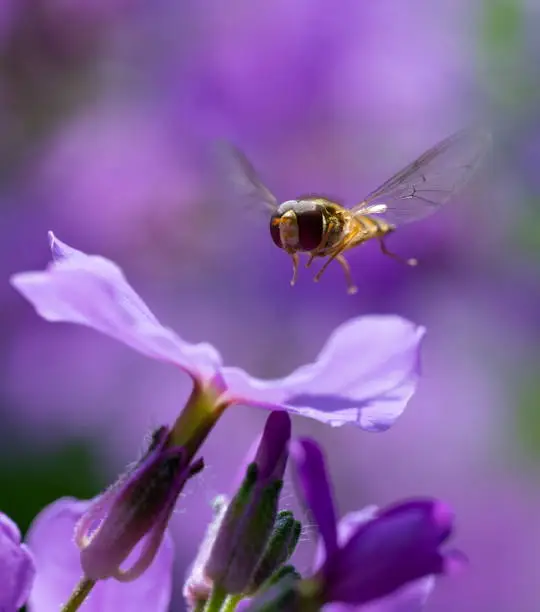 Hoverfly,Eifel,Germany.
Please see more similar pictures of my Portfolio.
Thank you!
