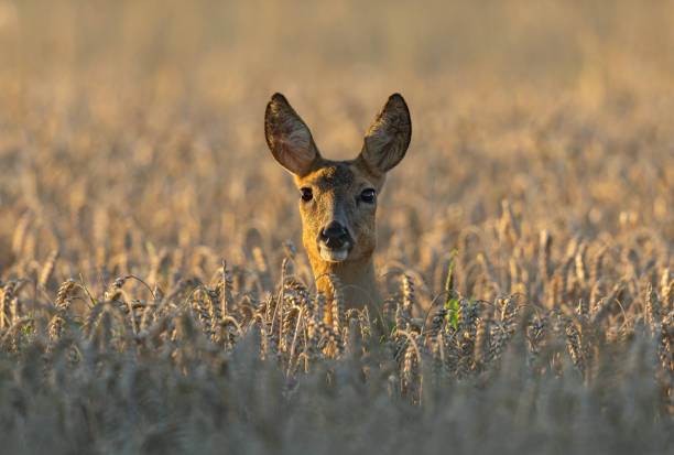 Beautiful doe Female roe deer (Capreolus capreolus) looking out of a wheat field in the evening sunlight. animal ear stock pictures, royalty-free photos & images