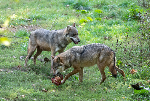 Two eurasian wolves (Canis lupus lupus) with prey.