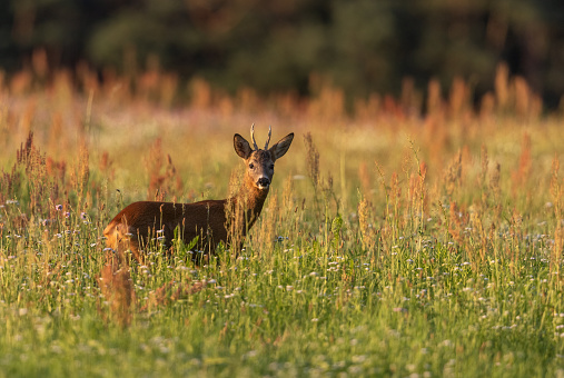 Male roe deer (Capreolus capreolus) standing in a meadow in the evening sunlight.
