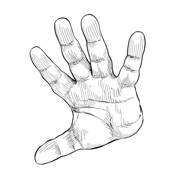 Vector illustration of Close-up of open hand indicating alt. Hand language. Black and white vector illustration, handheld view.