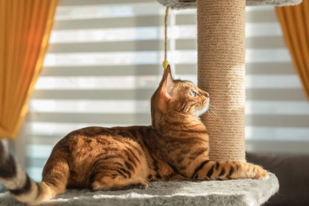 istock Bengal cat with a playful mood is located on the scratching post. 1410977885