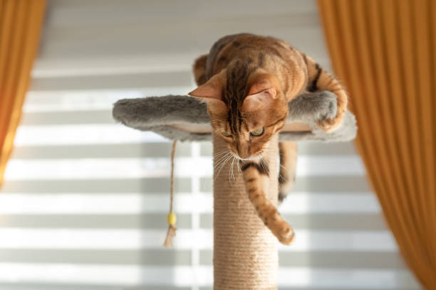istock A domestic cat plays on the top of a scratching post. 1410977982