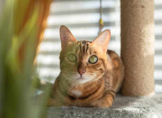 istock Domestic cat is resting on a scratching post. 1410978165
