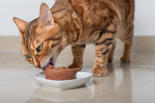 Bengal cat eats its food in the form of pate. Selective focus.