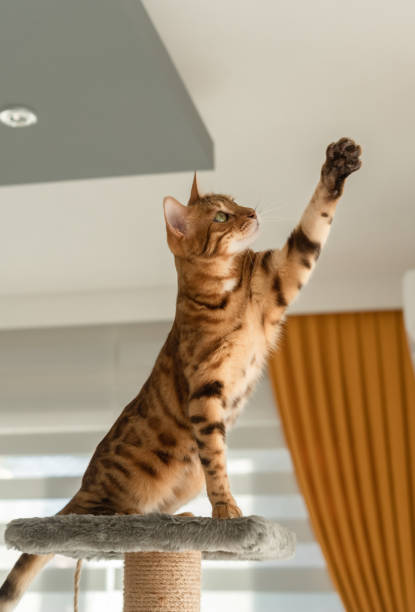 istock The cat sits on top of the scratching post and pulls its paw up. 1410978228